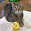 Thumbnail photo of Topaz #1