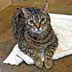Thumbnail photo of Topaz #2
