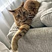 Thumbnail photo of Finn #1
