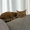 Thumbnail photo of Finn #2