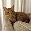 Thumbnail photo of Finn #3