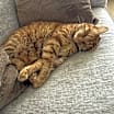 Thumbnail photo of Finn #4