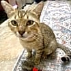 Thumbnail photo of Scotty #2
