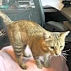 Thumbnail photo of Scotty #3
