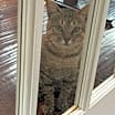 Thumbnail photo of Scotty #4