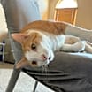 Thumbnail photo of Chico #3