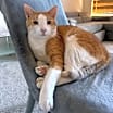 Thumbnail photo of Chico #4