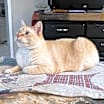 Thumbnail photo of Ember #1