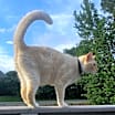 Thumbnail photo of Ember #2