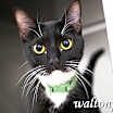 Thumbnail photo of Bennie #18749 #1