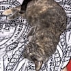 Thumbnail photo of Mimis #3