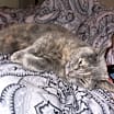Thumbnail photo of Mimis #4