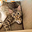 Thumbnail photo of Ghost #3