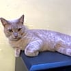 Thumbnail photo of Waffle #1