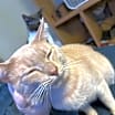 Thumbnail photo of Waffle #2