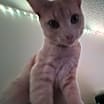 Thumbnail photo of Waffle #3