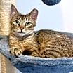 Thumbnail photo of Franki #1