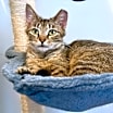 Thumbnail photo of Franki #2