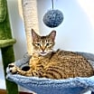 Thumbnail photo of Franki #3