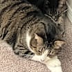 Thumbnail photo of Jack & Asher (Bonded Pair) #1