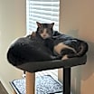 Thumbnail photo of Jack & Asher (Bonded Pair) #2