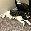 Thumbnail photo of Jack & Asher (Bonded Pair) #3