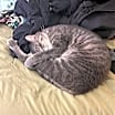Thumbnail photo of Jack & Asher (Bonded Pair) #4