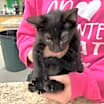 Thumbnail photo of Binx #2