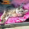 Thumbnail photo of Penelope #1
