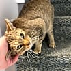 Thumbnail photo of Delilah #1
