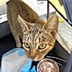 Thumbnail photo of Delilah #2