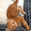 Thumbnail photo of Duckie #1