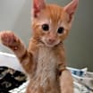 Thumbnail photo of Duckie #2