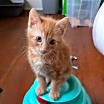 Thumbnail photo of Duckie #4