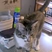 Thumbnail photo of Stella #3
