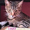 Thumbnail photo of Tiger #1