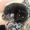 Thumbnail photo of Rex #3