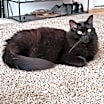 Thumbnail photo of Rex #1