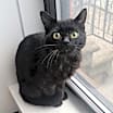 Thumbnail photo of Rocket #1