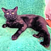 Thumbnail photo of Rocket #2