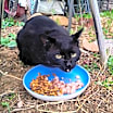 Thumbnail photo of Rocket #3