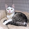 Thumbnail photo of Aline #1