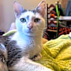 Thumbnail photo of Aline #2