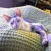 Thumbnail photo of Aline #3