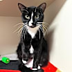 Thumbnail photo of Melody #1