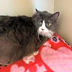 Thumbnail photo of Cooper* #2