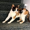 Thumbnail photo of Poppy #3