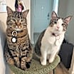Thumbnail photo of T'Challa & Chamomile #1