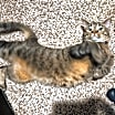 Thumbnail photo of T'Challa & Chamomile #2