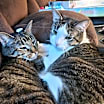 Thumbnail photo of T'Challa & Chamomile #4